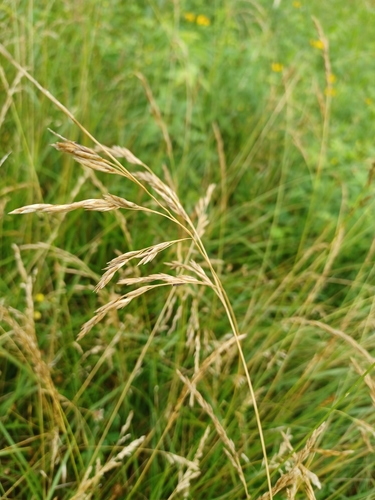 Lolium arundinaceum