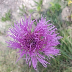 Plectocephalus americanus