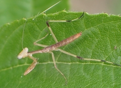 Stagmomantis carolina