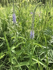 Veronica longifolia
