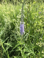Veronica longifolia