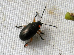 Nodocolaspis tarsata