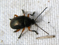 Nodocolaspis tarsata