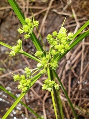 Cyperus pseudovegetus