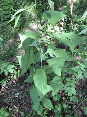 Parasenecio hastatus