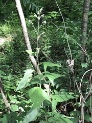 Parasenecio hastatus