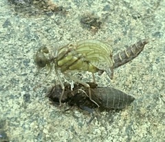 Stylogomphus albistylus