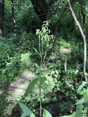 Parasenecio hastatus