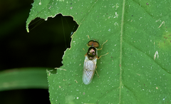 Cephalochrysa canadensis