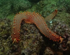Pentaceraster chinensis