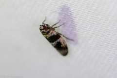 Catonia texana