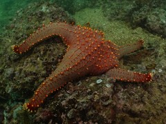 Pentaceraster chinensis