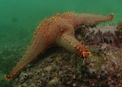 Pentaceraster chinensis