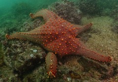 Pentaceraster chinensis