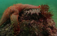 Pentaceraster chinensis