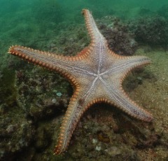 Pentaceraster chinensis