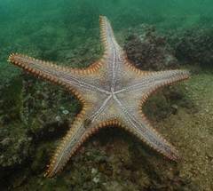 Pentaceraster chinensis