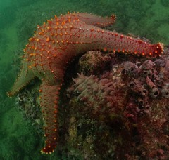 Pentaceraster chinensis