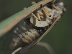 Cicadatra platyptera