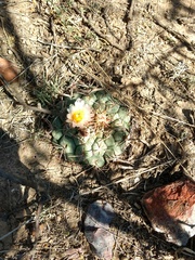Thelocactus hexaedrophorus