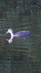Gallinula chloropus