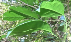 Suregada zanzibariensis