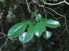 Suregada zanzibariensis