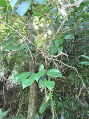 Suregada zanzibariensis