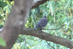 Streptopelia semitorquata