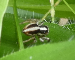 Leptofreya