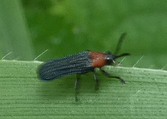 Chalepus cincticollis