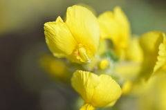 Chamaecytisus austriacus