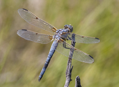 Libellula composita