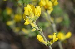 Chamaecytisus austriacus