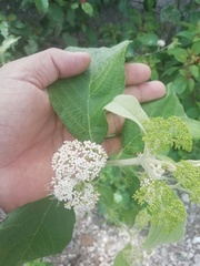 Callicarpa acuminata