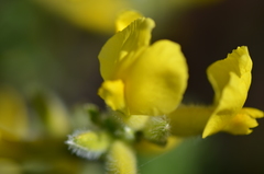 Chamaecytisus austriacus