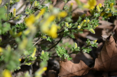 Chamaecytisus austriacus
