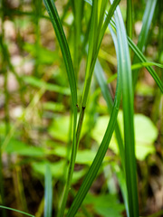 Carex trichocarpa