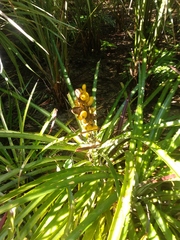 Bromelia antiacantha