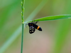 Amata caspia