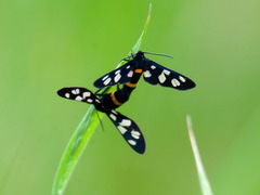 Amata caspia