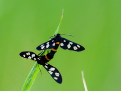 Amata caspia