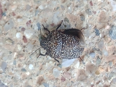 Psacasta exanthematica