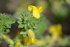 Chamaecytisus austriacus