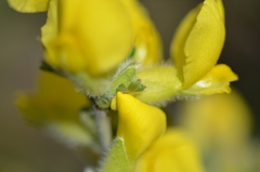 Chamaecytisus austriacus