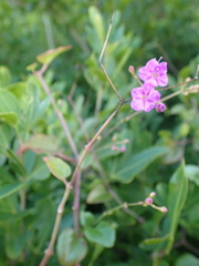 Commicarpus pentandrus