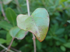 Commicarpus pentandrus