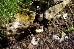 Gypsophila tenuifolia