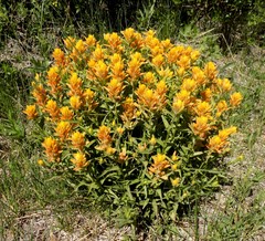 Castilleja gracillima