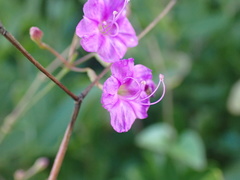 Commicarpus pentandrus